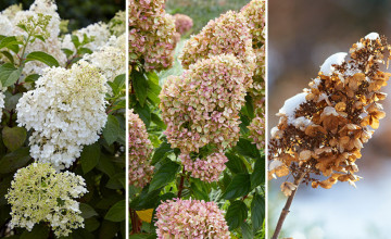 Hydrangea Paniculata, avagy bugás hortenzia