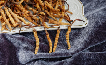 Cordyceps gomba - az egyik leghatékonyabb természetes adaptogén