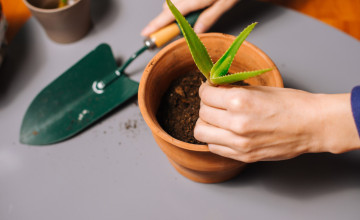 Aloe vera szaporítása otthon - Tippek és trükkök a sikeres sarjneveléshez