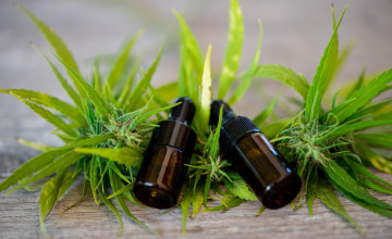 Terpének: nyolcszoros CBD-hatás a természet erejével