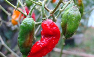 Ghost Pepper – A Bhut Jolokia története és titkai
