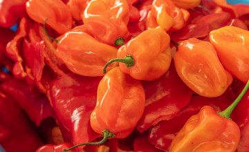 Habanero  – az erő és az aroma találkozása