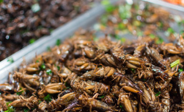 Szakértők szerint a rovarok fogyasztása nem csak a bolygót mentheti meg, de kimondottan használnak az egészségünknek