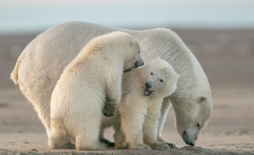Milyen színű a jegesmedve bőre?