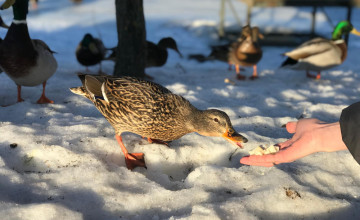 Szabad kenyeret adni a vadkacsáknak és hattyúknak?