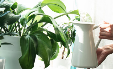 Jobb alulról öntözni a növényeket?