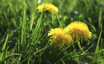 A pitypanggyökér rákellenes hatása tudományos szemmel - Melanóma, leukémia, vastagbélrák