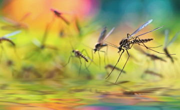 Ezeket a szúnyogriasztó növényeket most kell elültetni, ha nyugodt estéket szeretnénk a kertben