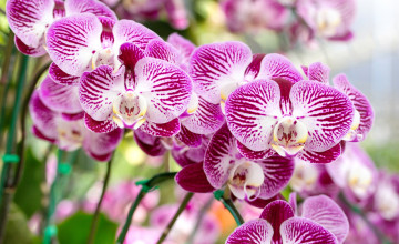 Az orchideák tartása nem is olyan bonyolult