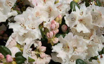 Így ápold a rododendronodat - Hogy májusra virágbajnok legyen!