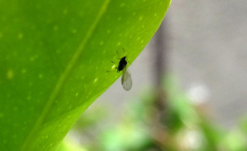 Ez nem muslica! Ha ilyen repkedő kis rovarokat látsz a szobában, növényeid veszélyben vannak!