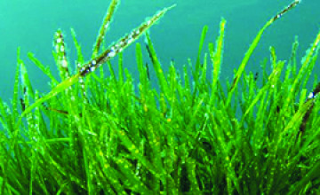 Méregtelenítés és feltöltődés természetes algákkal