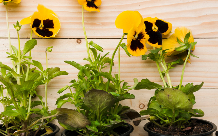 Miért nem kelnek ki az árvácskamagok? Íme a titok, amitől neked is sikerülni fog