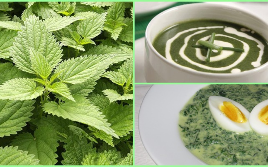 Két mennyei recept csalánból! Próbáld ki, nem fogsz csalódni