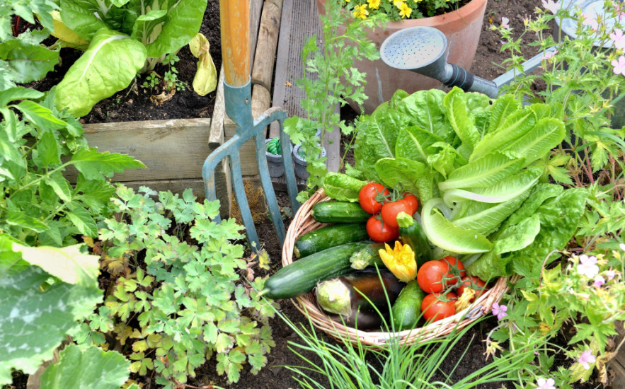 Ültesd őket egymás mellé, és duplázd meg a termést!