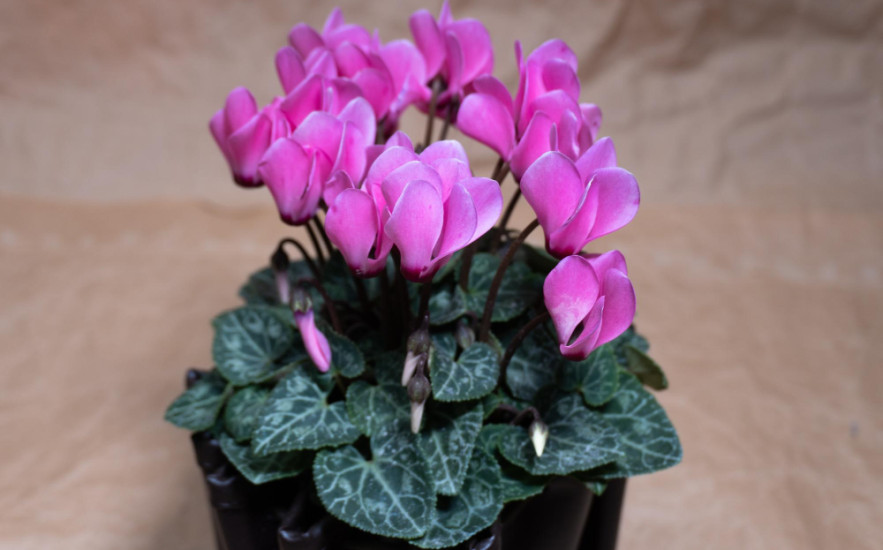 Így gondozd a ciklámenedet! Tavasz végéig virágozni fog!