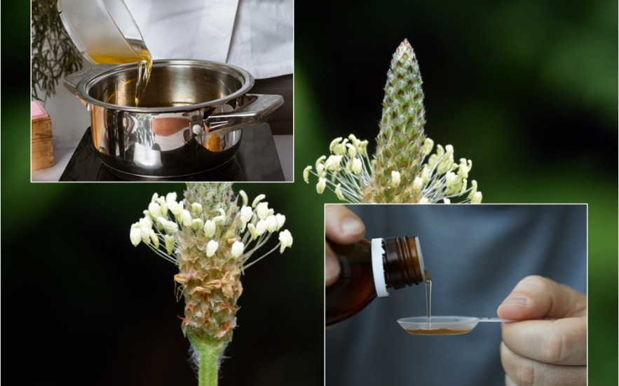 Készíts otthon, fillérekből lándzsás útifű szirupot!