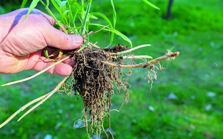 Nem lehetetlen küldetés! Így tüntesd el a tarackot örökre a kertedből!