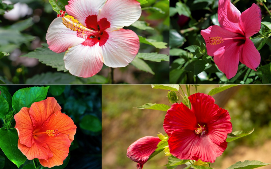 Így ápold a hibiszkuszodat, hogy késő őszig virágozzon!