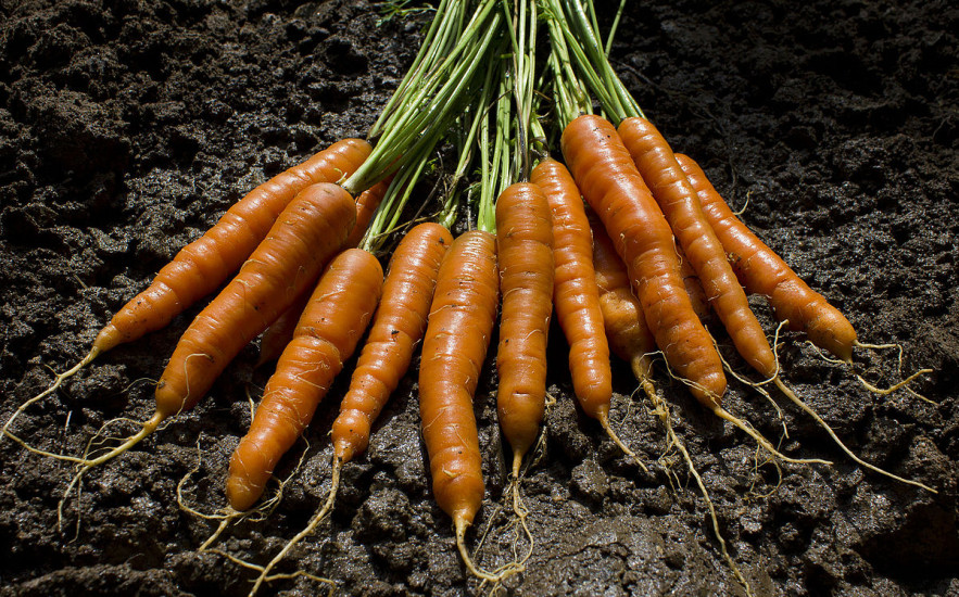 Sokkal kevesebb magból, sokkal több sárgarépa, ráadásul egyelni sem kell!