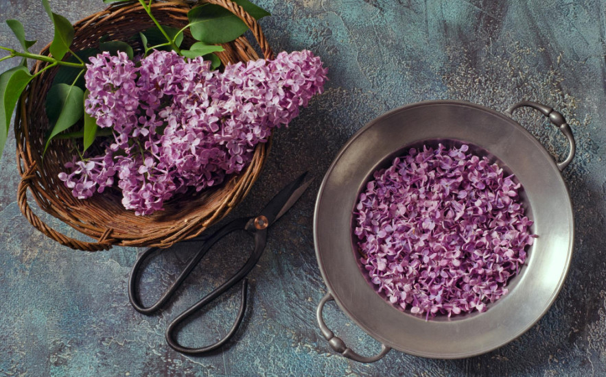 Hasnyálmirigy- és májproblémákkal küzdőknek óriási segítség lehet az orgona - RECEPTEK A CIKKBEN