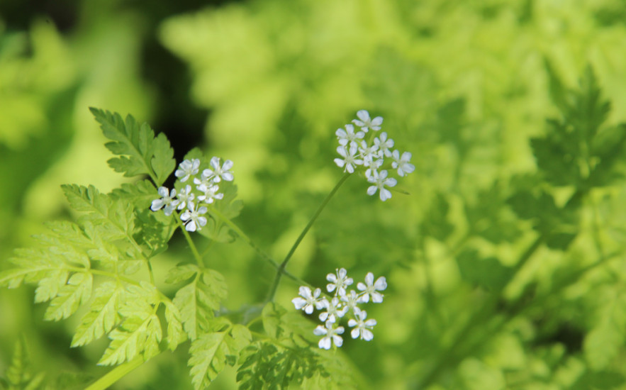 A tavasz legjobb vesetisztító fűszere – a turbolya gyógyhatásai