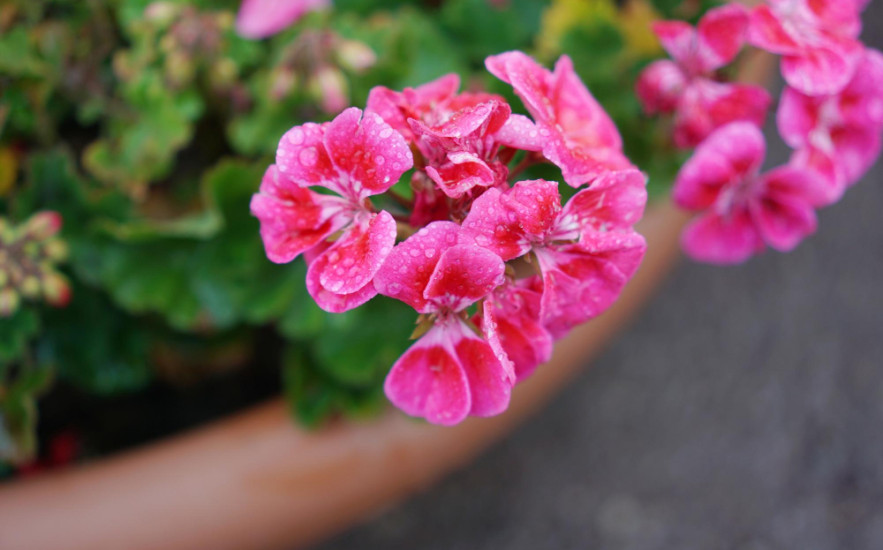 Itt az ideje a muskátlik kiültetésének! Így lesznek gyönyörűek nyárra!