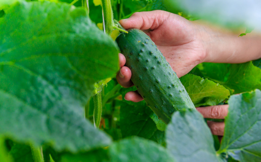 Idén a szomszéd is csodájára fog járni a termésnek, ha ezeket ülteted az uborka mellé!