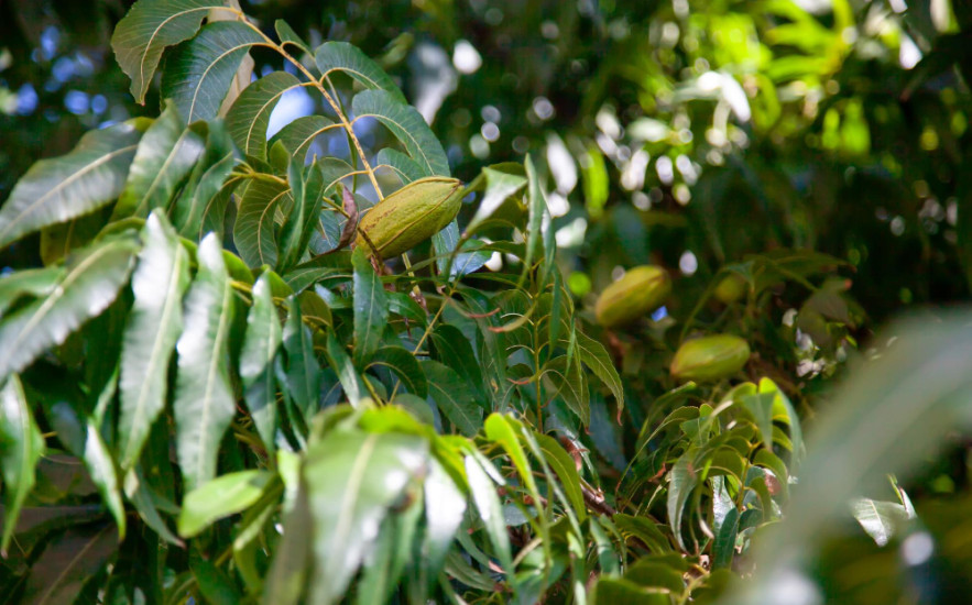 Nálunk is megterem ez a szupergyümölcs - aranyat ér, és mégis alig ültetik