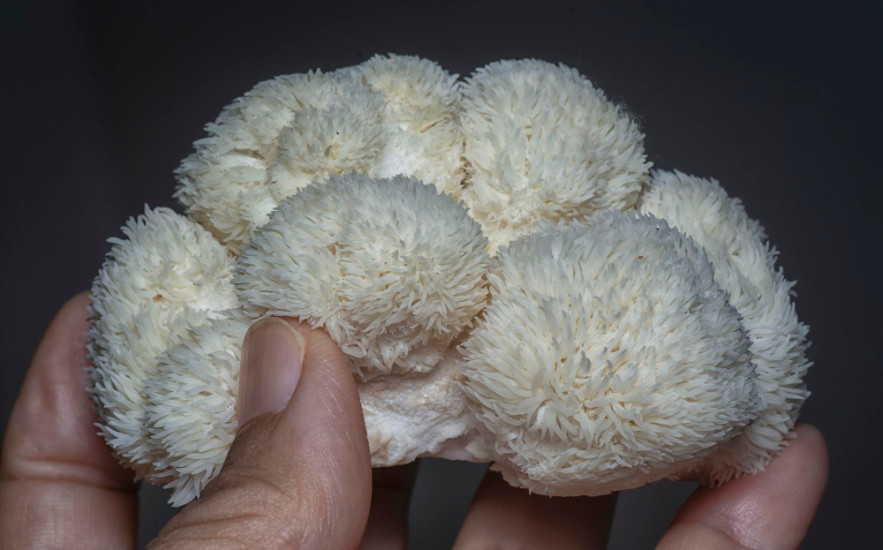 Az elfeledett „agyserkentő”, ami meghódította a világot - miért lett ekkora sztár a süngomba?