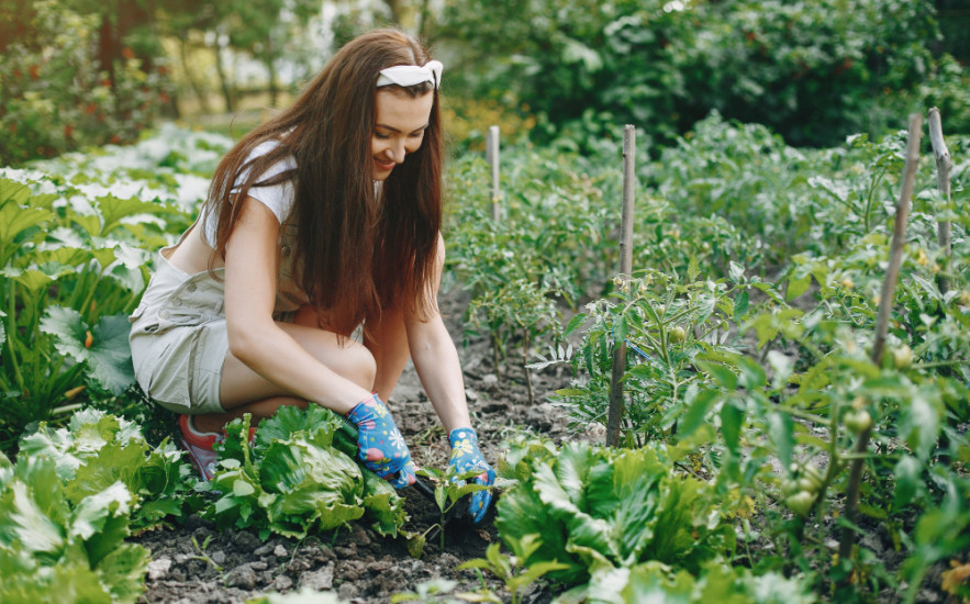 Növénytársítás a kertben: melyik zöldség mellé mit érdemes ültetni?