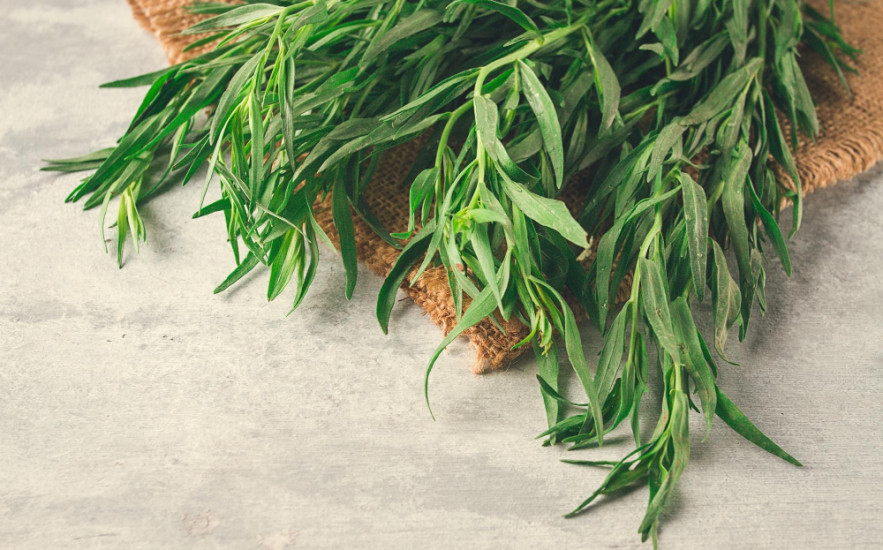 A tárkony az egyik legsokoldalúbb fűszerünk! Ismerd meg a gyógyhatásait!