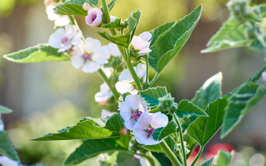 Fehérmályva gyógyhatásai – természetes köhögéscsillapító, gyomorvédő és bőrápoló