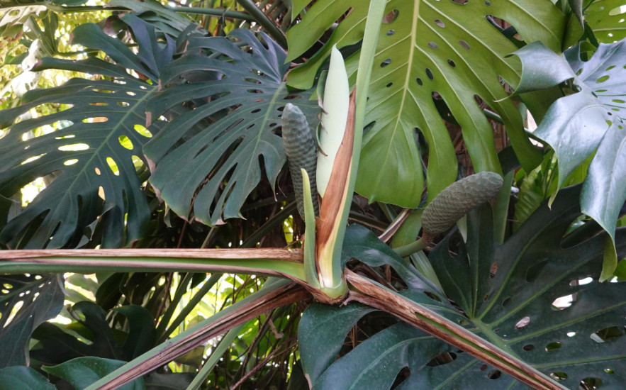 Ehető a filodendron termése?