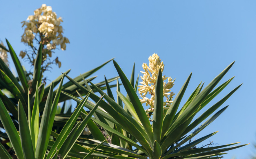 Ehető a yucca virága? Így virágoztatható és használható a konyhában