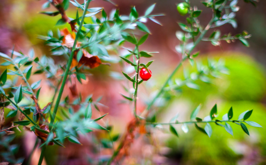 Szúrós csodabogyó – az elfeledett gyógynövény, ami erősíti a vénákat és csökkenti a lábdagadást