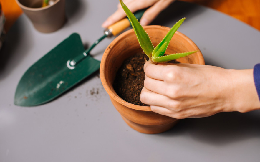 Így nevelhetsz új aloe vera töveket a sarjakból