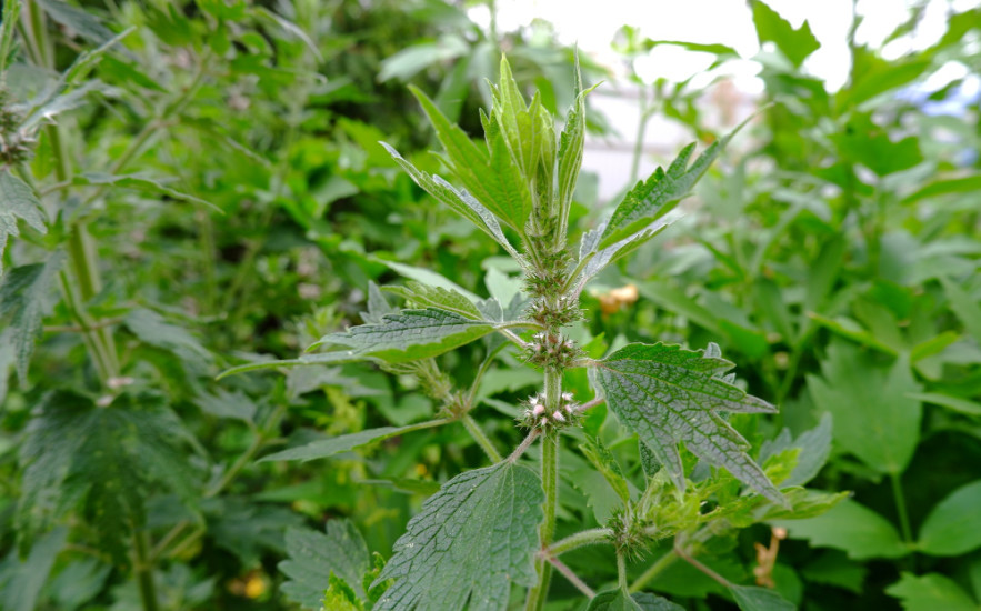 Szúrós gyöngyajak a hazai kertek elfeledett szívvédő és immunerősítő gyógynövénye