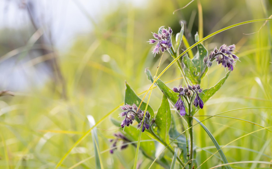 Fekete nadálytő jótékony hatásai ízületi gyulladásra