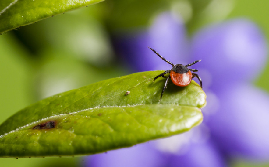 Így védekezhetünk a kullancsok ellen vegyszerek nélkül