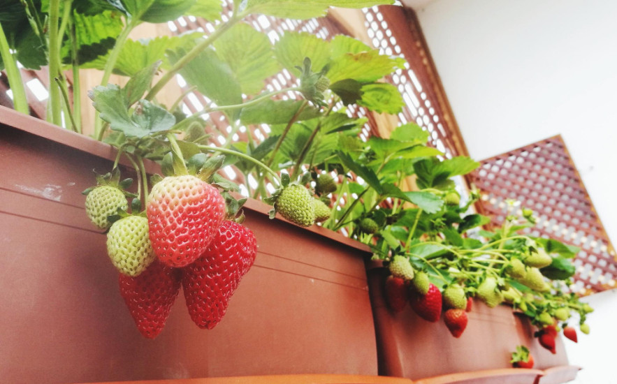 Balkonkertészet kezdőknek – zöldségtermesztés és fűszerkert egy apró erkélyen is