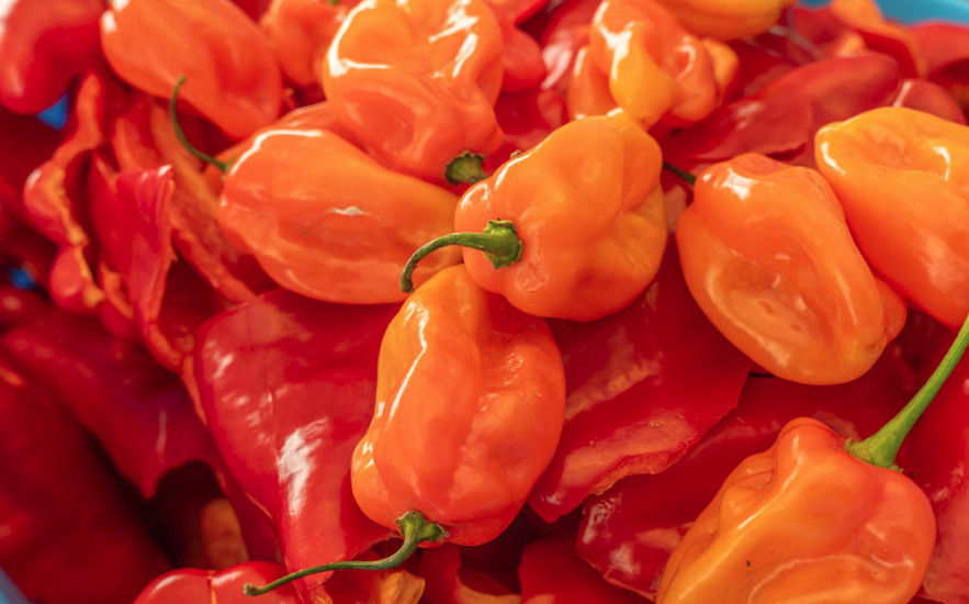 Habanero  – az erő és az aroma találkozása