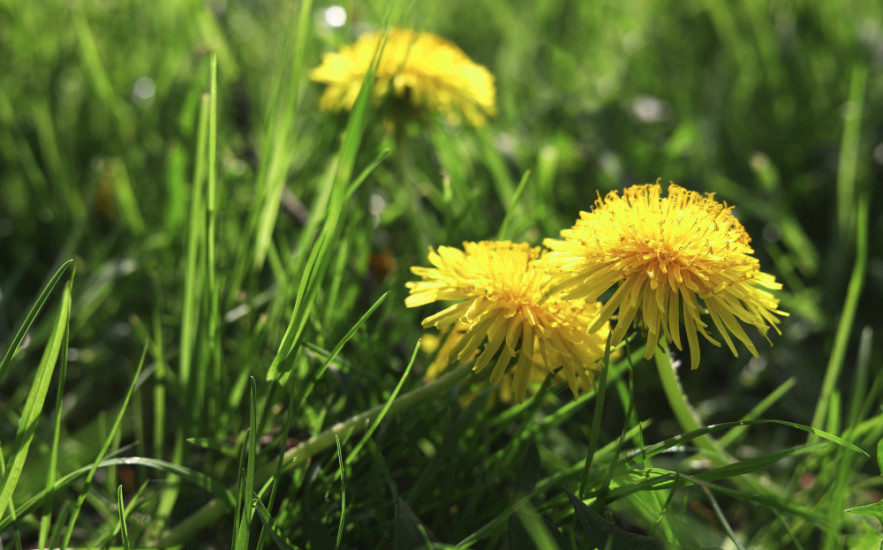 A pitypanggyökér rákellenes hatása tudományos szemmel - Melanóma, leukémia, vastagbélrák