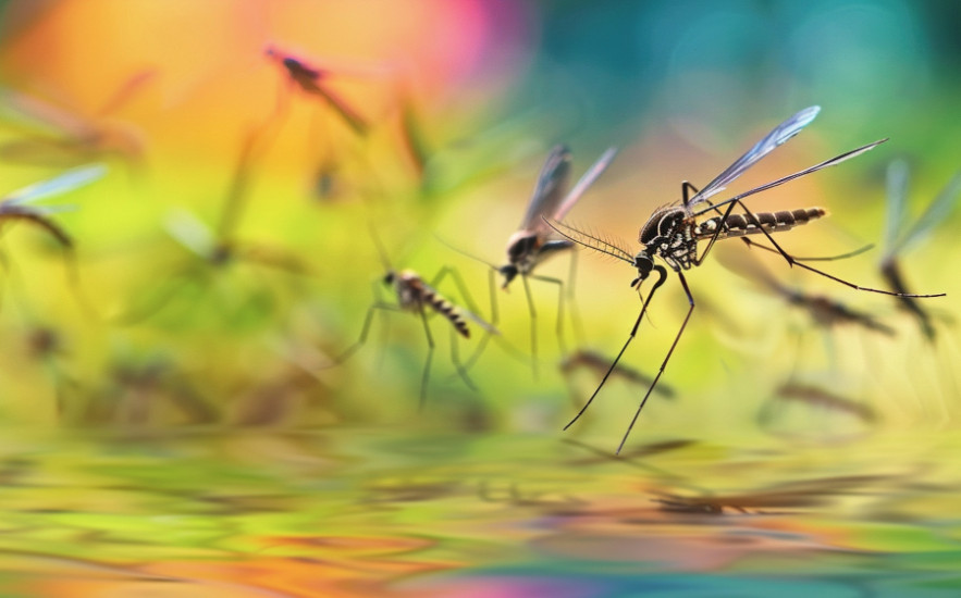 Ezeket a szúnyogriasztó növényeket most kell elültetni, ha nyugodt estéket szeretnénk a kertben