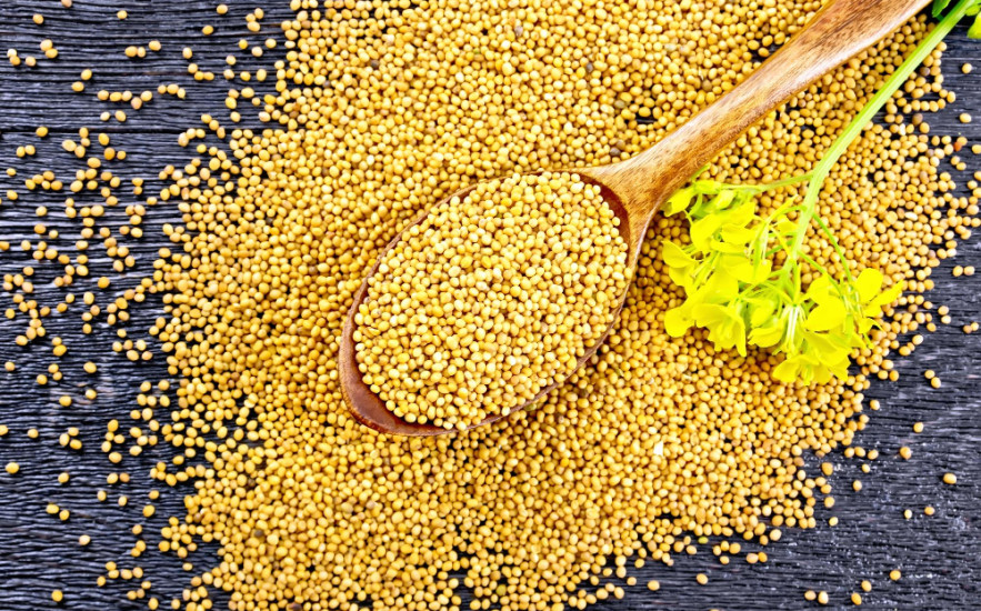 A mustármag jótékony hatásai: Mire jó a konyha egyik legsokoldalúbb gyógynövénye?