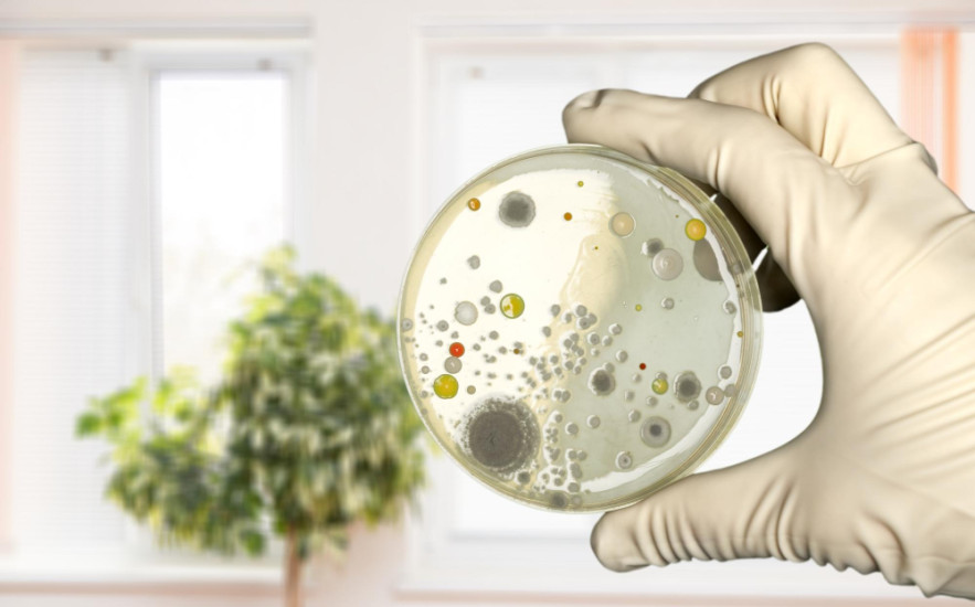 : Miért tisztább a WC-ülőke, mint a konyhai szivacs?