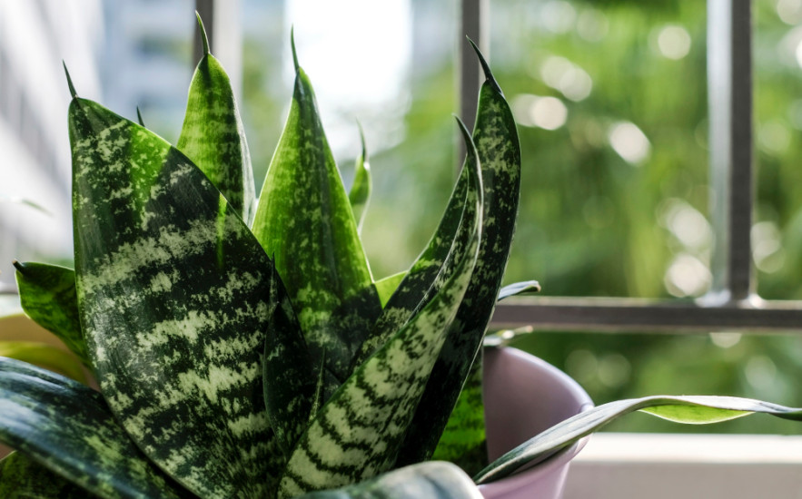 Vigyázz! Ez a 6 növény negatív energiát sugároz!