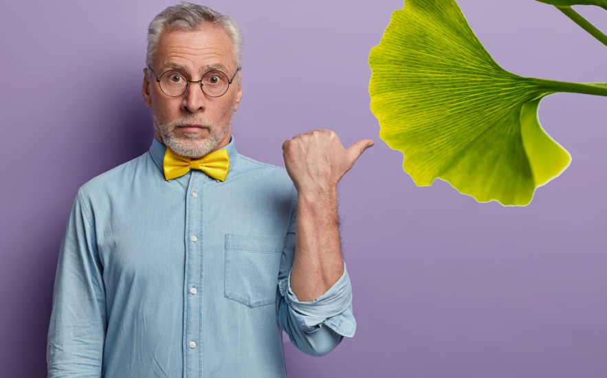 A gingko biloba asztmára, visszérre, sőt depresszióra is remek