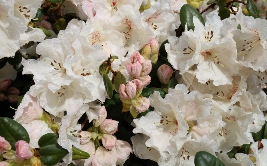 Így ápold a rododendronodat - Hogy májusra virágbajnok legyen!