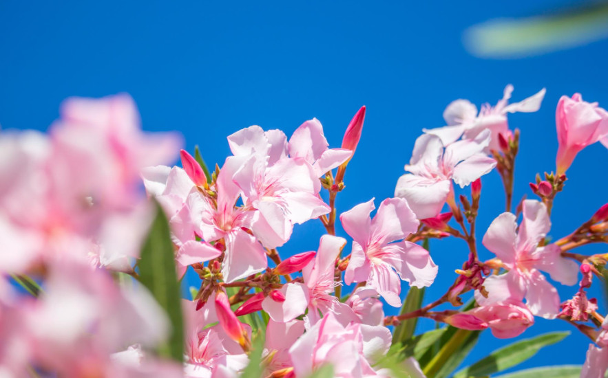 Jóllakott a leandered? Ez a virágözön titka!